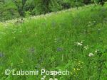 Survival pobyt pod Kykulou