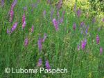 Survival pobyt pod Kykulou