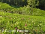 Survival pobyt pod Kykulou