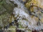 Survival v biologické rezervaci pod Kykulou
